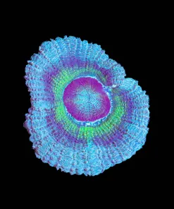 Wysiwyg Tri Color Blue Acan [F11]