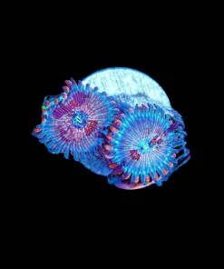 Wysiwyg White Zombie Zoanthid [F110]