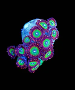 Wysiwyg Candy Apple Zoa [F111]