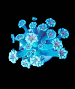 Wysiwyg Alveopora Coral Frag [F111]