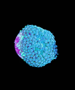 Wysiwyg Ricordea Mushroom Frag [F113]