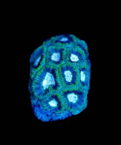 Wysiwyg Micromussa Frag | Light tissue loss one 2 heads [F114]