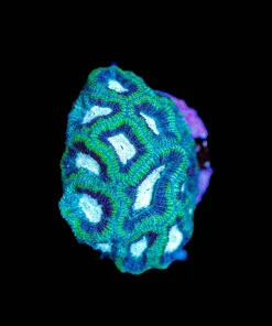 Wysiwyg Micromussa Frag [F115]