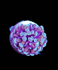 Wysiwyg Hammer Coral Frag Small [F115]