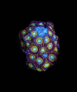 Wysiwyg Black Samurai Zoa Frag [F116]