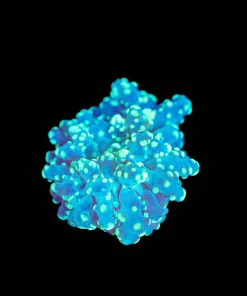 Wysiwyg Tiny Frogpsawn Coral Frag [F117]