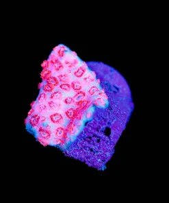 Wysiwyg Flowerpot Coral | Not Opening | FREE | Max 1 per order | Can you save it ? [F117]