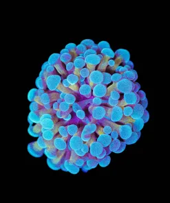 Wysiwyg Bicolor Hammer Frag [F118] | crazy-deal | Online Only | Minimum Livestock Order Spend $199 | 1 per order