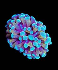Wysiwyg Bicolor Hammer Frag [F119] | crazy-deal | Online Only | Minimum Livestock Order Spend $199 | 1 per order