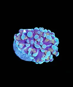Wysiwyg Hammer Coral Frag Small [F119]