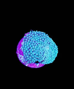 Wysiwyg Ricordea mushroom [F120]