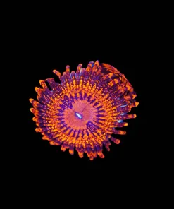 Wysiwyg Maximum Magma Zoanthid Frag | HUGE Sized Heads [F121]