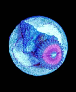 Wysiwyg MICRO Sized Cat Eye Pink Zoanthid [F122]