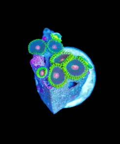 Wysiwyg Ninja Turtle Zoanthid Small [F124]