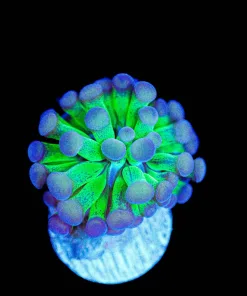 Wysiwyg Tiny Hammer Frag [F125]