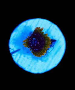 Wysiwyg Acid Reful [F128]