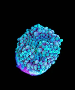 Wysiwyg Florida Ricordea Mushroom [F130]