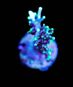 Wysiwyg Purple Dragon Acropora Farg [F131]