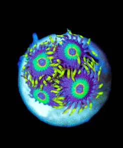 Wysiwyg Rasta Zoanthid Frag [F132]