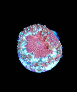 Wysiwyg Blastomussa Frag [F133]