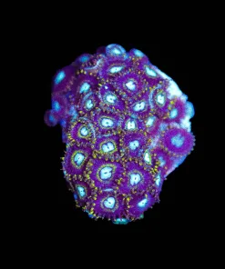 Wysiwyg Samurai Hornet Zoanthid [F133]