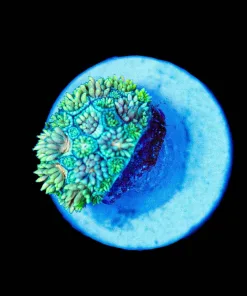 Wysiwyg Micro sized golden flowerpot frag [F135]