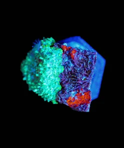 Wysiwyg TINY Rhodactis Mushroom [F135]
