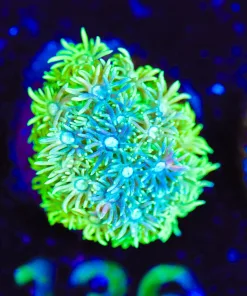 Wysiwyg Golden Flowerpot Coral [F136]