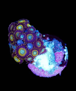 Wysiwyg Black Samurai Zoa Frag| Growing of fplug [F138]