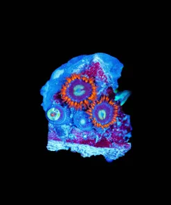 Wysiwyg MICRO Sized Zoa Frag [F139]