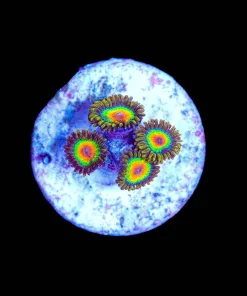 Wysiwyg Rasta Zoanthid [F139]