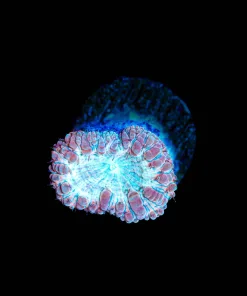 Wysiwyg Blastomussa Frag [F14]
