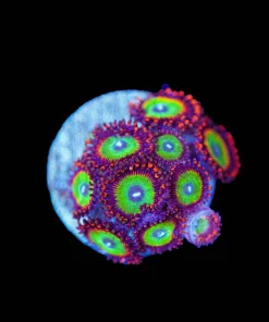Wysiwyg Zoanthid Frag [F140]