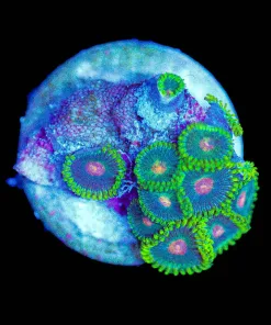 Wysiwyg Ninja Turtle Zoanthid Small [F140]