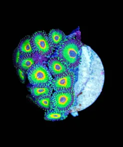 Wysiwyg Ultimate Rasta Zoanthid | Many Heads [F141]