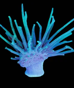 Wysiwyg Long Tentacle Leather Toadstool Coral [F142]