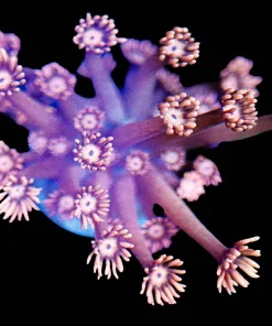 Wysiwyg Vibrant Flowerpot Coral Frag [F143]