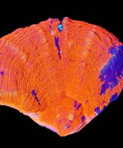 Wysiwyg Scolymia Frag [F143]