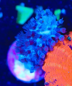 Wysiwyg Purple Gorgonian Frag [F144]