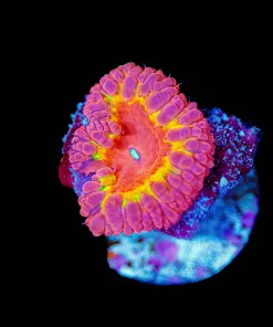 Wysiwyg Blastomussa Coral Small [F145]