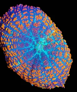Wysiwyg Rhodactis Mushroom [F146]