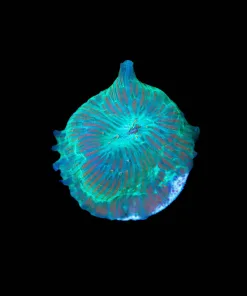 Wysiwyg SMall Mushroom Frag [F146]