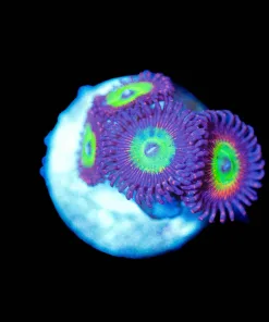 Wysiwyg Zoa Frag [F147]