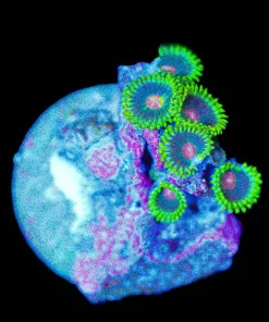 Wysiwyg Ninja Turtle Zoanthid SMALL [F147]