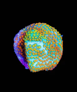 Wysiwyg Rainbow Montipora [F148]