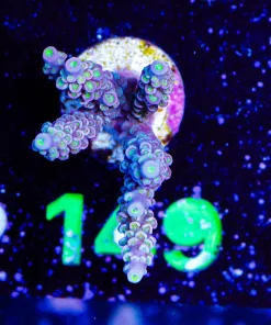 Wysiwyg Tenuis Acropora Frag [F149]