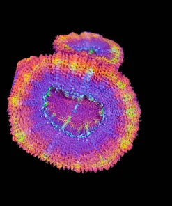 Wysiwyg Ultra Grade Fat Head Acan Frag [F15]
