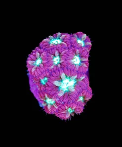 Wysiwyg Blastomussa Merletti Frag [F15]
