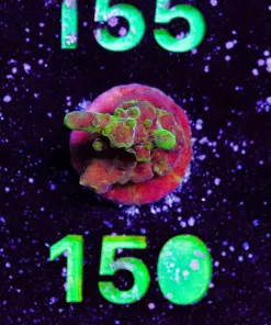 Wysiwyg Acropora Frag [F150]