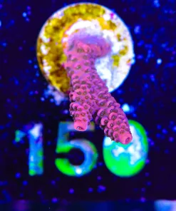 Wysiwyg Acropora Frag [F150]